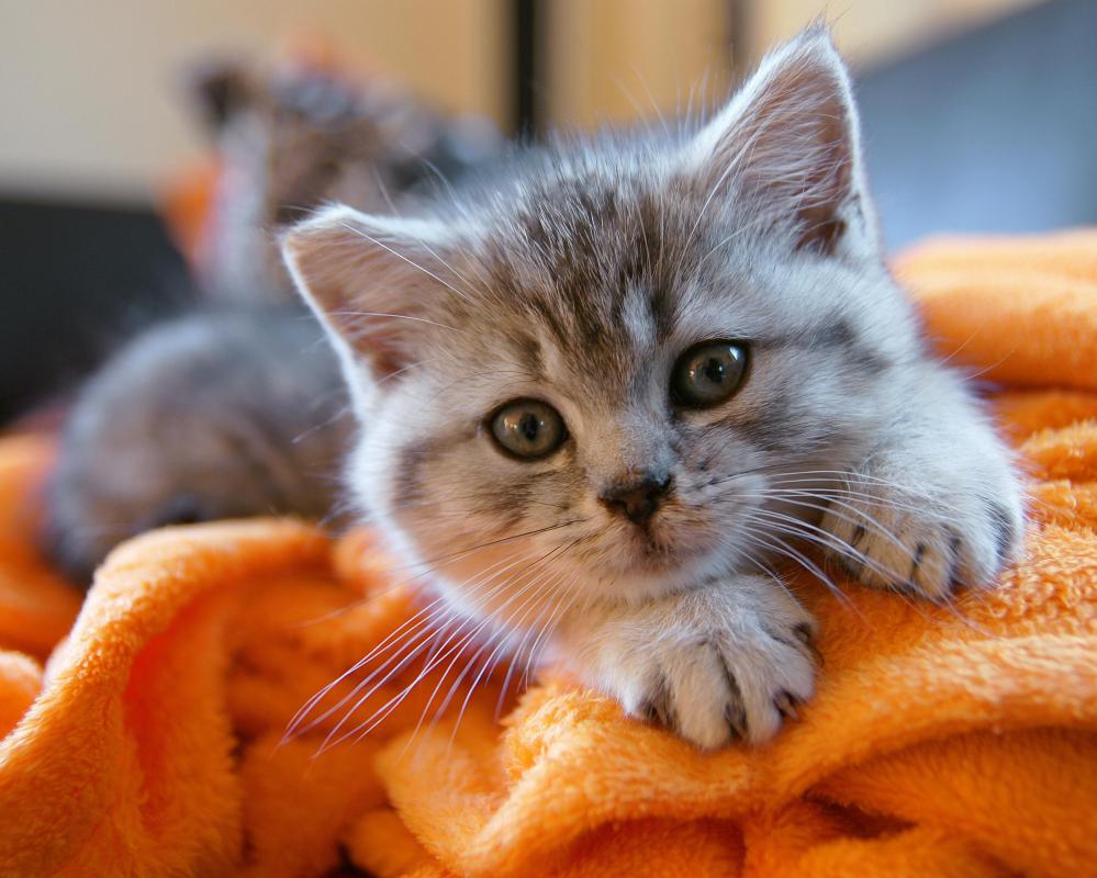 Allergen-reducing pillow cases can help people allergic to particles such as pet dander.