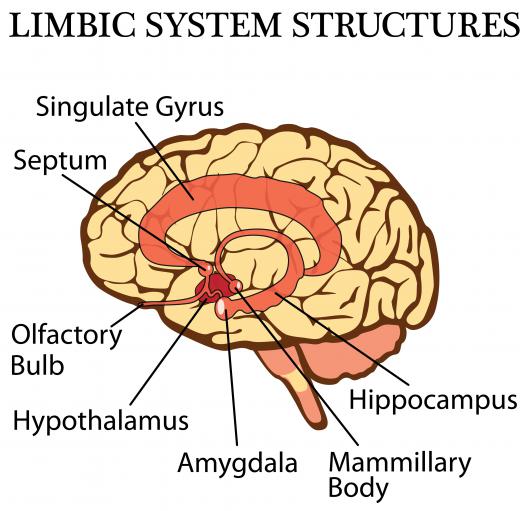 When products used in an aromatherapy pillow are inhaled, signals are sent to the brain’s limbic system.