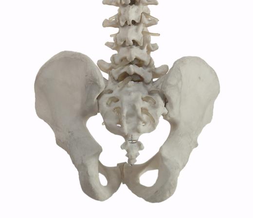 The human tailbone.