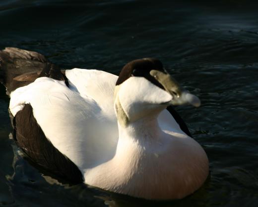 The best down comes from eider duck feathers.